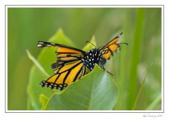 damaged monarch .jpg
